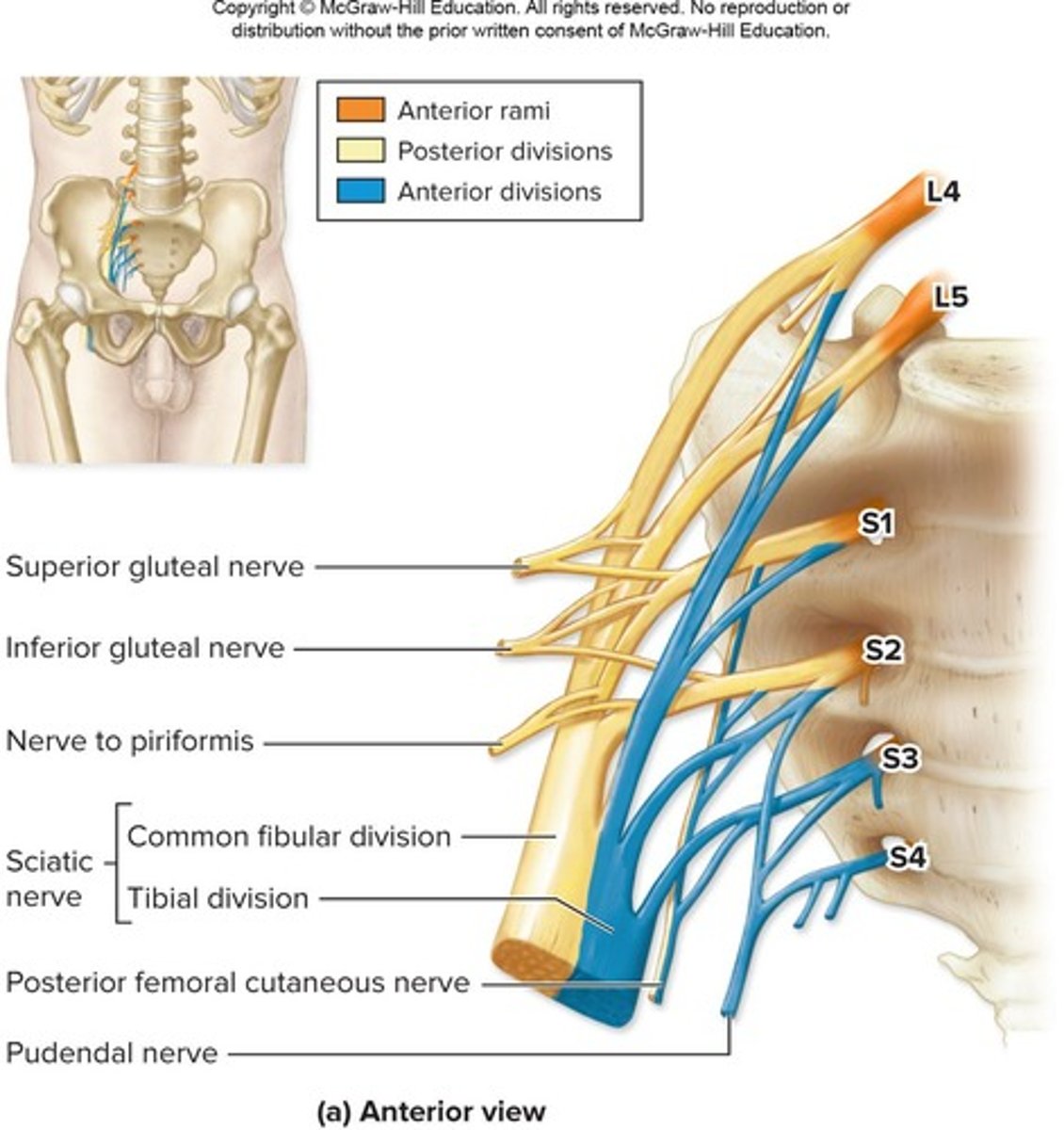 <p>-Formed from anterior rami SN L4-S4</p><p>-Sciatic nerve largest and longest in body</p><p>-Anterior/Posterior division</p>