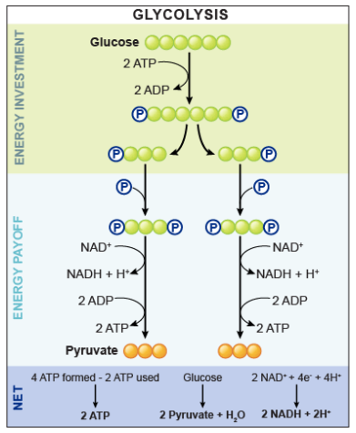 <ol><li><p>All tissues</p></li><li><p>Wholly cytosolic</p></li><li><p>No requirement for oxygen</p></li><li><p>Very, very fast</p></li><li><p>Very, very inefficient</p></li><li><p>ATP generation almost irrelevant (with some BIG exceptions) compared to oxidative phosphorylation</p></li><li><p>Pyruvate must be transported into mitochondria for full oxidation</p></li></ol><p></p>