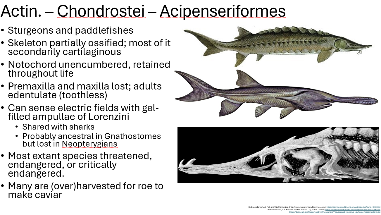<p><span>•Sturgeons and paddlefishes</span></p><p><span>•Skeleton partially ossified; most of it secondarily cartilaginous</span></p><p><span>•Notochord not surrounded by vertebrae, retained throughout life</span></p><p><span>•Premaxilla and maxilla and teeth lost; adults edentulate (toothless)</span></p><p><span>•Can sense electric fields with gel-filled ampullae (electroreceptores) of Lorenzini. this is shared with sharks and probably ancestral in Gnathostomes but lost in Neopterygians</span></p><p><span>•Most extant species threatened, endangered, or critically endangered bc many are (over)harvested for roe to make caviar</span></p>