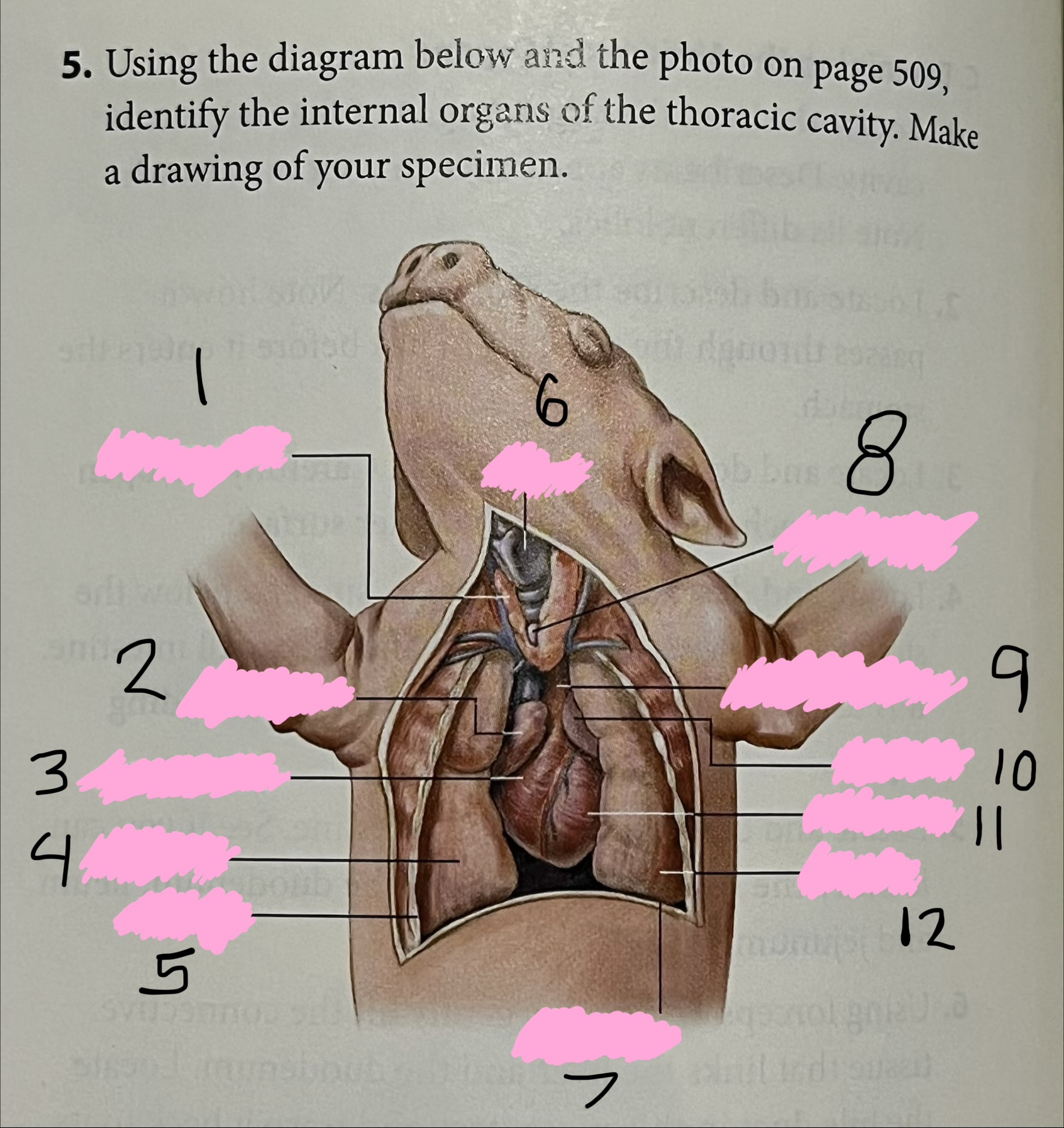 <p>What organ is labelled as 12?</p>
