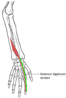 <p>Extensor Indicis</p>