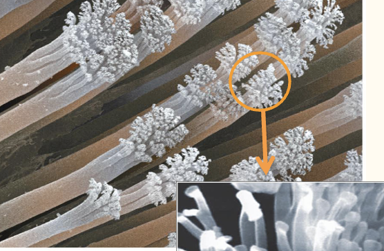<p>The <strong>structure </strong>of the gecko’s feet leads to a unique <strong>function</strong>; on a singular toe, there are (millions of) rows of <strong>setae</strong> on a gecko’s foot with (billlions of) spatular coming from a single setae&nbsp;</p>