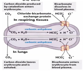 <p>By having this, bicarbonate will go out for balancing. Entry of Cl- ions will level of balance the ionic charges within the cells</p>