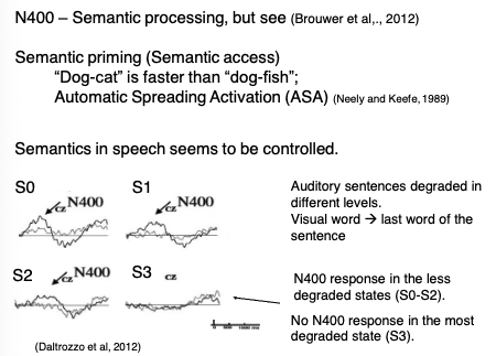 <p class=""><strong>N400 =</strong> ERP component related to <strong>semantic priming (semantic access)</strong><br><strong>Example</strong>: <em>"Dog–cat"</em> is processed faster than <em>"dog–fish"</em><br><span data-name="repeat" data-type="emoji">🔁</span> <strong>Automatic Spreading Activation</strong> (ASA)</p><p></p><p class=""><strong>Semantics in speech seems to be controlled:</strong></p><ul><li><p class="">Auditory sentences degraded in different levels (increasing degradation from S0 to S3)</p></li><li><p class="">N400 response in the less degraded states (S0–S2)</p></li><li><p class=""><strong>No N400</strong> in the most degraded speech (S3)<br>⇒ Semantic processing <strong>not fully automatic</strong>, <strong>depends on input quality</strong></p></li></ul><div data-type="horizontalRule"><hr></div><p><span data-name="brain" data-type="emoji">🧠</span> What is the N400? </p><ul><li><p>The <strong>N400</strong> is an <strong>event-related potential (ERP)</strong> — a kind of brainwave measured by EEG.</p></li><li><p>It shows up <strong>about 400 milliseconds</strong> after you hear or read a word.</p></li><li><p>It reflects <strong>semantic processing</strong> — how your brain reacts to the <em>meaning</em> of words.</p></li></ul><p> </p><p><span data-name="bulb" data-type="emoji">💡</span> Classic N400 effect: <strong>Semantic Priming</strong> </p><ul><li><p>When two words are <strong>semantically related</strong> (like “dog–cat”), the brain processes the second word <strong>faster and with less effort</strong>.</p></li><li><p>This causes a <strong>smaller N400</strong>.</p></li><li><p>If the words are <strong>unrelated</strong> (like “dog–fish”), the N400 is <strong>larger</strong>, showing that your brain had to work harder to integrate the unexpected or unrelated meaning.</p></li></ul><p> </p><p><strong>Why?</strong><br>→ This supports the idea of <strong>Automatic Spreading Activation (ASA)</strong>:</p><p> </p><ul><li><p>When you hear “dog,” it activates related concepts in your mental lexicon, like “cat,” “bark,” or “bone.”</p></li><li><p>If the next word is one of those, it’s <strong>already activated</strong>, so it’s easier to process.</p></li></ul><p> </p><p><span data-name="headphones" data-type="emoji">🎧</span> What happens in spoken language, especially <strong>degraded speech</strong>? </p><p>Researchers tested how semantic processing (and the N400) behaves when speech quality drops — like when audio is muffled, noisy, or distorted.</p><p> </p><p>They created <strong>4 levels of degradation</strong>, from <strong>S0 (clear)</strong> to <strong>S3 (very degraded)</strong>.</p><p> </p><p><span data-name="mag" data-type="emoji">🔍</span> Key Finding: </p><ul><li><p>In <strong>S0 to S2</strong> (where speech is still fairly understandable), the <strong>N400 effect is present</strong>. This means:</p><ul><li><p>Even if the speech isn’t perfect, the brain still <strong>accesses meaning</strong> and shows <strong>semantic priming</strong> (smaller N400 for related words).</p></li></ul></li><li><p>In <strong>S3</strong> (heavily degraded speech):</p><ul><li><p>The <strong>N400 disappears</strong> → no evidence of semantic access.</p></li><li><p>The brain can’t process the meaning if the signal is too poor.</p></li></ul></li></ul><p> </p><p> <span data-name="brain" data-type="emoji">🧠</span> Interpretation: </p><figure data-type="blockquoteFigure"><div><blockquote><p><strong>Semantic processing is not fully automatic — it depends on the quality of the input.</strong></p></blockquote><figcaption></figcaption></div></figure><p> </p><ul><li><p>This challenges older models that assumed semantic access happens <em>automatically</em>, no matter what.</p></li><li><p>Instead, if <strong>auditory input is too unclear</strong>, your brain may <strong>not even get far enough</strong> to do semantic processing.</p></li><li><p>This shows a kind of <strong>adaptive efficiency</strong>: the brain doesn’t waste resources trying to extract meaning when the signal is unintelligible.</p></li></ul><p></p>