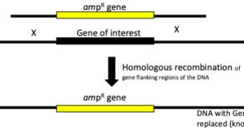 <ul><li><p>homologous recombination</p></li></ul><p></p>
