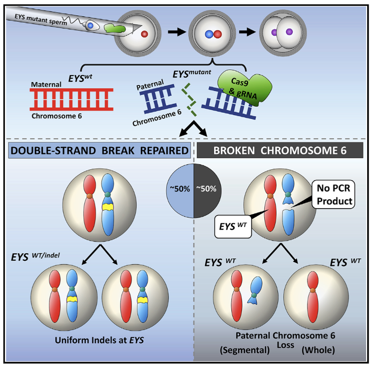 <p>what are problems with CRISPR-Cas9 </p>