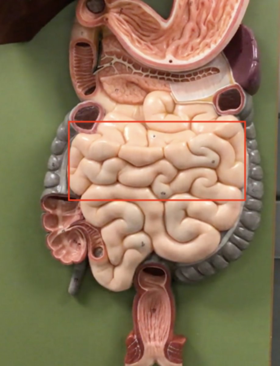 knowt flashcard image