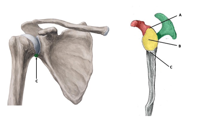 <p>Infraglenoid Tubercle</p>