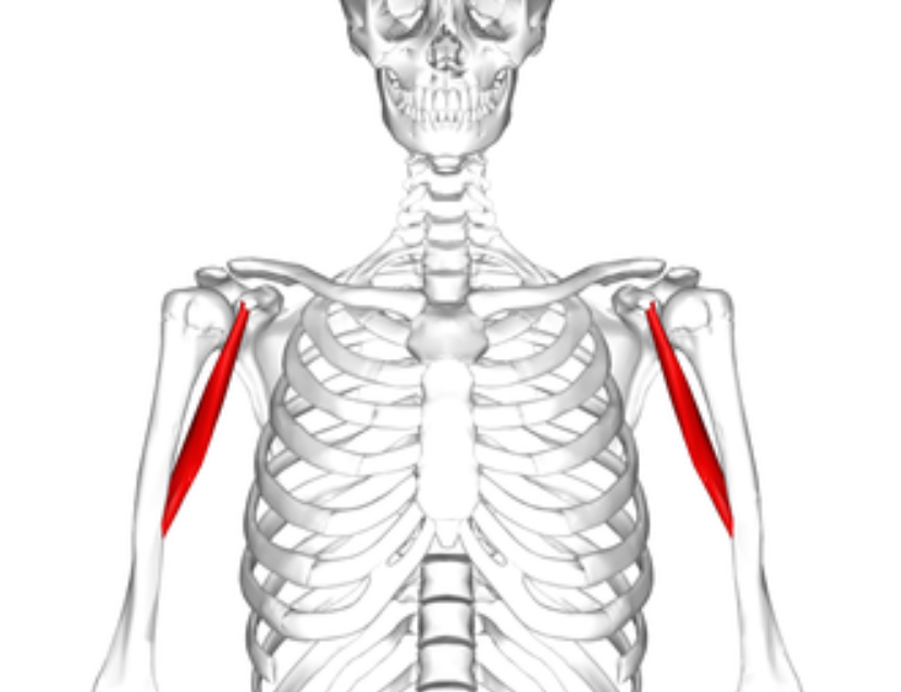 <p>Spiernaam, origo en insertie, functie</p>