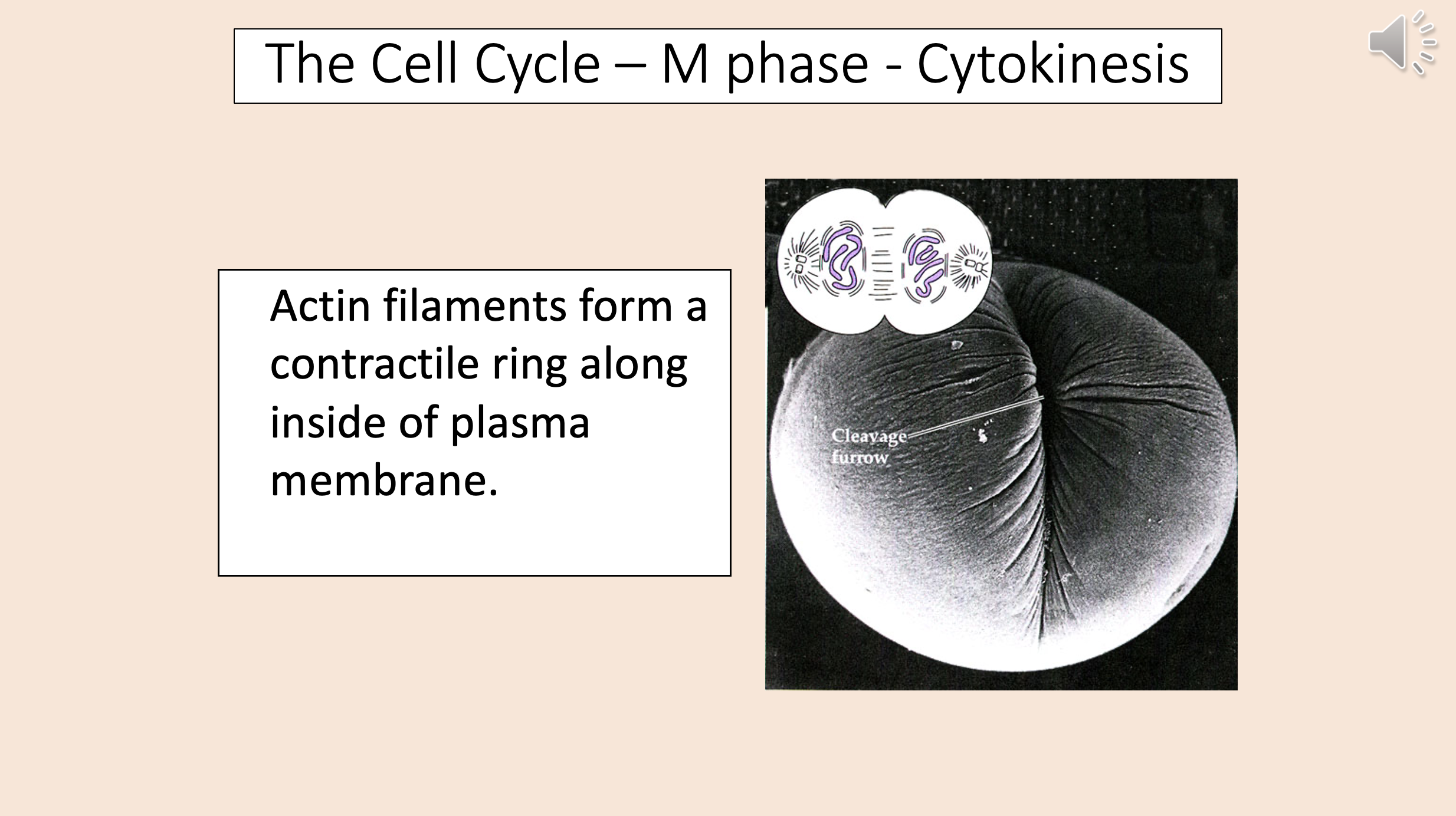 <p>cytokinesis</p>