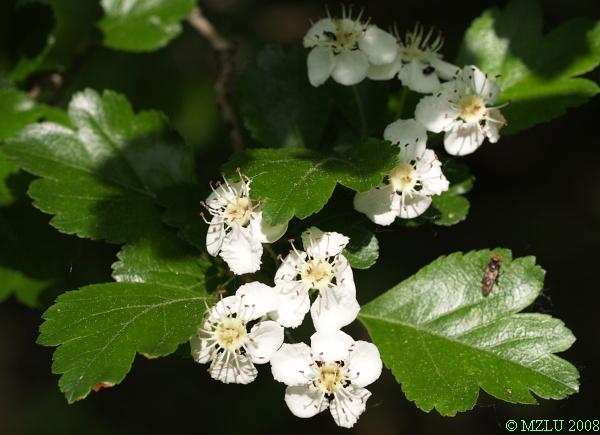 <p><em>Crataegus laevigata</em></p>