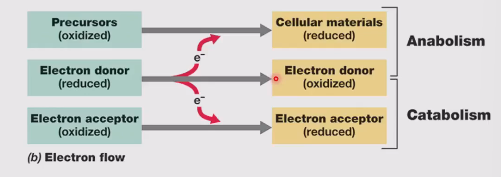 <ul><li><p>Is essential for:</p><ul><li><p>Energy generation (catabolism)</p></li><li><p>Biosynthesis of cell components (anabolism)</p></li></ul></li></ul><p></p><p></p>