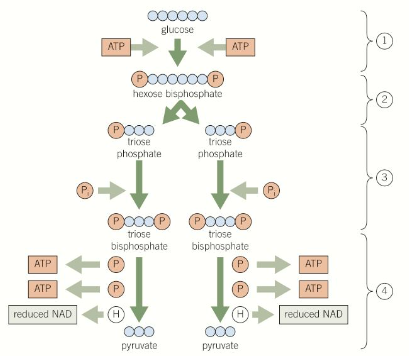 <ul><li><p>One molecule of <strong>glucose </strong>(6C) is <strong>phosphorylated </strong>to form one molecule of <strong>hexose bisphosphate</strong> (6C), using <strong>2 ATP</strong> (producing 2 ADP)- this makes it more reactive</p></li><li><p>The hexose bisphosphate splits into <strong>two</strong> molecules of <strong>triose phosphate </strong>(3C) by <strong>lysis</strong></p></li><li><p>Each triose phosphate is <strong>phosphorylated </strong>to form a <strong>triose bisphosphate </strong>molecule (3C) (using free phosphate ions from the cytoplasm)</p></li><li><p>Each triose bisphosphate molecule is then <strong>dehydrogenated (oxidised)</strong> to <strong>reduce</strong> the coenzyme <strong>NAD</strong> into <strong>NADH</strong>, and <strong>dephosphorylated</strong> to convert 2 ADP into <strong>2 ATP</strong> (4 total)- this produces two <strong>pyruvate</strong> (3C) molecules</p></li></ul><p></p>