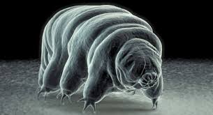 <p>-water bears or moss piglets </p><p>-1461 spp.</p><p>-microscopic animals that live in water film on mosses and lichens</p><p>-four pairs of legs </p><p>-piercing pair of stylets and sucking pharynx </p><p>-ventral nerve cord, dorsal brain (circumesophageal)</p><p>-eucoelom and dioecious</p><p>-3 excretory malphigian tubules open to gut</p><p>-copulate or external fertilization of eggs in shed cuticle of female→some spp. parthenogenic</p><p>-directb development </p><p>-<strong>cryptobiosis</strong>: dehydrated state for up to 10 years (<strong>tun</strong>)</p>