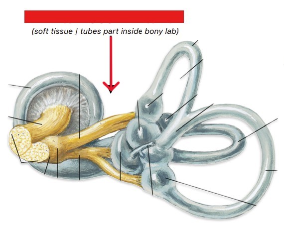 <p>Which part of the ear is:</p><ul><li><p>Inner layer of bony labyrinth</p></li><li><p>Soft tissue</p></li></ul><p></p>