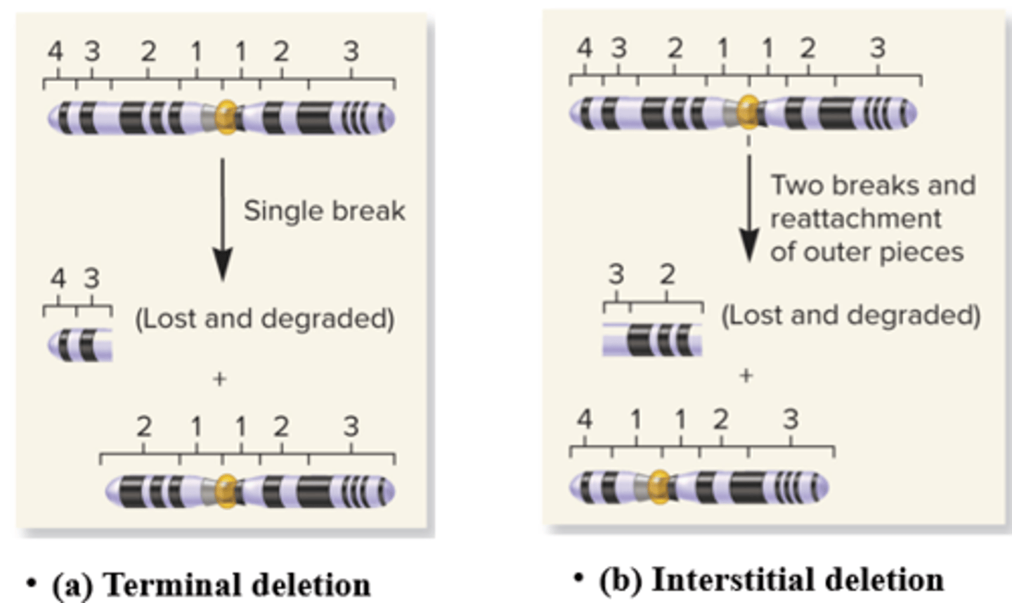 <p>- Terminal deletion: Chromosome in broken into 2 pieces, end of chromosome is lost</p><p>- Interstitial Deletion: Chromosome breaks in two places, central fragment is lost</p>