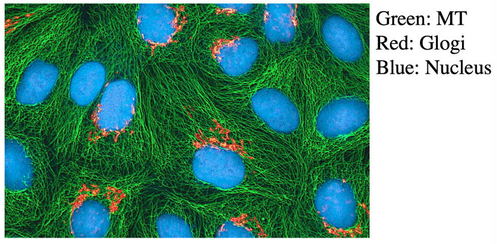 <ul><li><p>Used when specific dyes don’t exist for certain proteins</p></li><li><p>A technique that uses fluorescently labeled antibodies to visualize specific molecules. Relies on the principle that antibodies bind specifically to their target antigens</p></li><li><p>Fluorochrome-conjugated antibodies are used to locate specific cellular structures</p></li></ul><p></p>