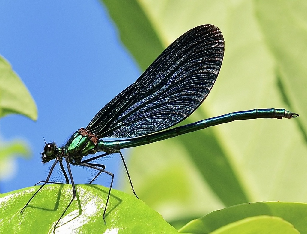 <p>broad-winged damselflies </p>