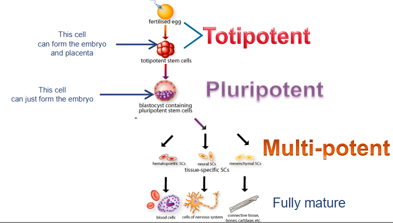 <p>can form any body cell type (over 200) but CANNOT for extraembryonic tissues (e.g. placenta)</p><p></p><p>some cells of blastocyst (5 to 14 days) including embryonic stem cells</p>