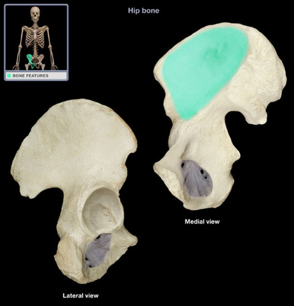 <p>Name this specific part of the ilium.</p>