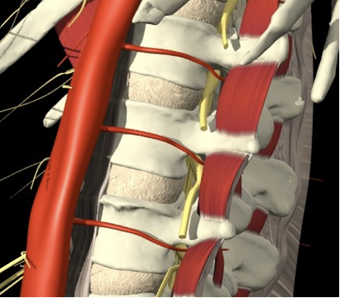 <p>foramen intervertebrale (geel = zenuwen)</p>