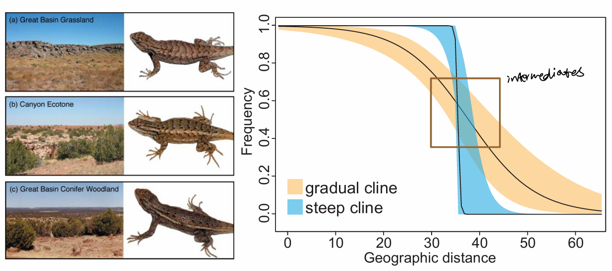 <p>area where previously isolated population meet, mate &amp; produce offsprings</p>