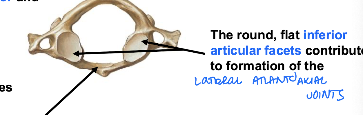 <p>Inferior articular facets of the Atlas; Part of the "No" joints</p>