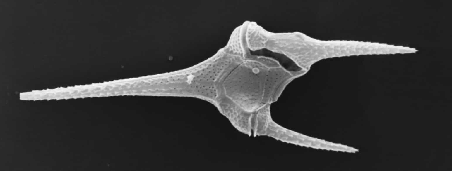 <p>Kloroplastens ursprung hos Dinoflagellater (“Dinophyta”)</p>