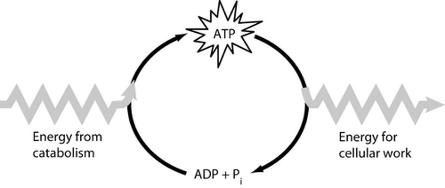 <p>How cells recycle energy. ATP + Energy = lose one phosphate group and become ADP, releases energy. When cells need more energy, add a phosphate back to ADP to make ATP again</p><p></p>