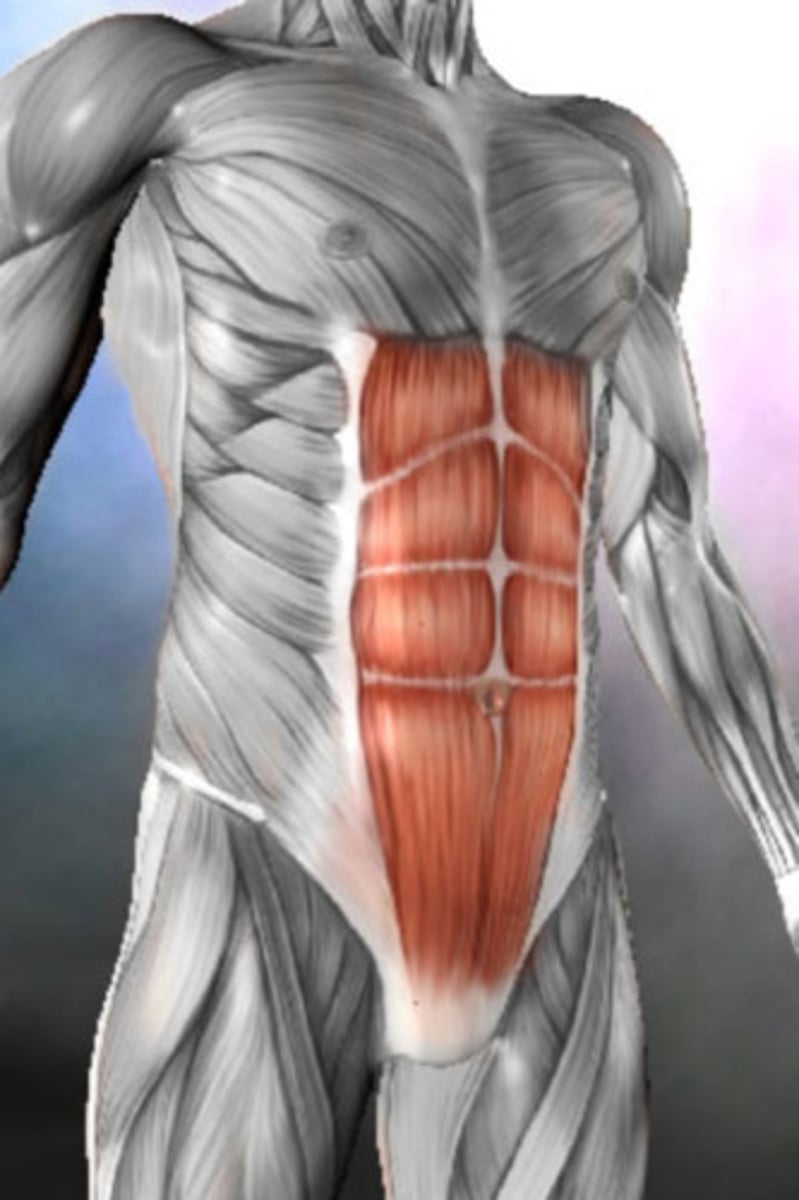 <p>A long muscle that extends along the front of the abdomen, commonly known as the 'abs', responsible for flexing the spine.</p>