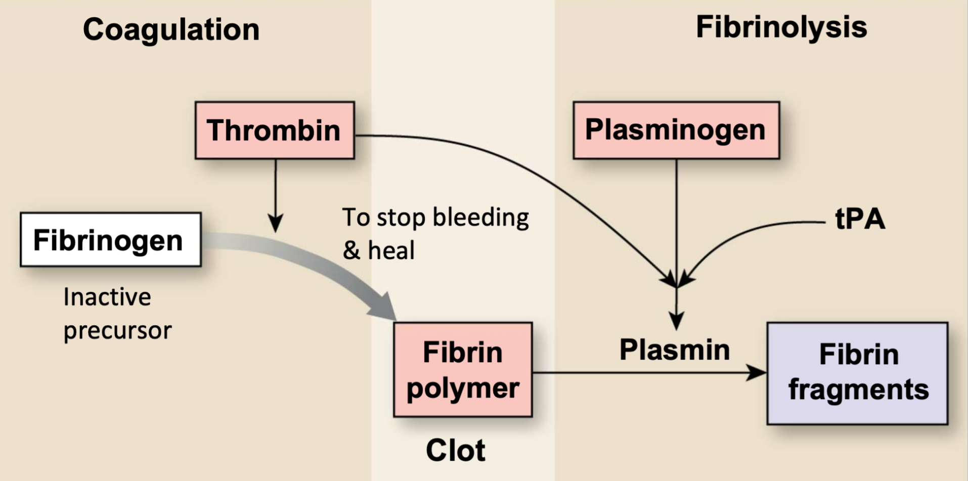 <ol><li><p>Fibrin rapidly forms a clot after a wound</p><ol><li><p>Joins with thrombin</p></li></ol></li><li><p>Fibrinolysis during healing</p></li></ol>