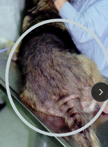 <ul><li><p><span style="color: rgb(136, 136, 136);"><strong>Et:</strong></span><strong> Hypersensitivity 1 (immediate) → 4 Rxn</strong> to <span style="color: red;"><strong><u>flea saliva</u></strong></span></p><ul><li><p><u>Ctenocephalides felis felis (cat flea)</u> most common</p><ul><li><p><strong><u>start feeding ASAP, eggs not sticky (fall off &lt;2h)</u></strong></p><ul><li><p>Wingless, 6 legs</p></li></ul></li></ul></li></ul></li><li><p><span style="color: rgb(136, 136, 136);"><strong>Sig</strong></span><strong>:<u> 3-6y; dark moist enviro, base of carpet, den of host</u></strong></p><ul><li><p><u>Egg Emergence</u>: pressure, CO2, heat</p></li></ul></li><li><p><span style="color: rgb(136, 136, 136);"><strong>Cs: </strong></span><strong>Pruritus → self trauma</strong>, pustules, crusts, sm erythema on <strong><u>caudal dorsal half </u></strong>(D), miliary dermatitis (C), EGC (C) bilaterally symmetric ventral alopecia (cats)</p><ul><li><p>Racing stripe (cats), bilaterally symmetrical</p></li></ul><img src="https://knowt-user-attachments.s3.amazonaws.com/52d8a129-8114-44ab-916a-f38f82f65436.png" data-width="25%" data-align="center"><ul><li><p><span style="color: red;"><strong><u>Lesions on the caudal dorsal half of the body are due to FLEAS until proven otherwise!!!!!</u></strong></span></p></li></ul></li><li><p><span style="color: rgb(136, 136, 136);"><strong>Dt:</strong> </span>History, lesions, fleas/flea dirt, rxn to tx, IDAT</p></li><li><p><span style="color: rgb(136, 136, 136);"><strong>Tx:</strong></span> flea collars, dips, shampoos, Adulticides (fipronil(frontline), imidacloprid, selamectin(revolution), nitenpyram(capstar), metaflumizone, dinotefuran(vectra), spinosad, pyrethrins)</p></li></ul><p></p>