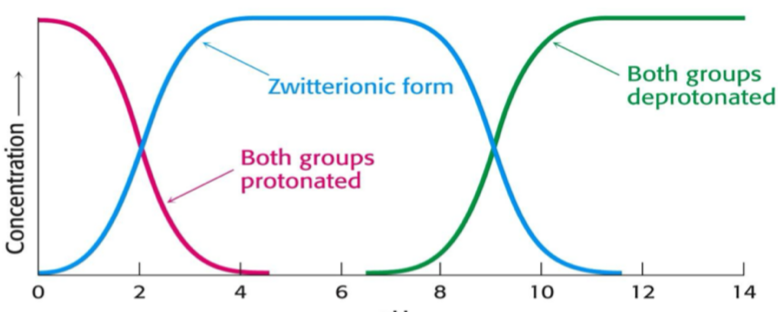 <img src="blob:null/45838a15-e16c-4c88-a05d-8209c5adb1a4"><p>At low pH, the concentration of both groups being protonated is highest.</p><p>At middle (neutral) pH, the zwitterionic form is most common</p><p>At high pHs deprotonated forms are most common</p>