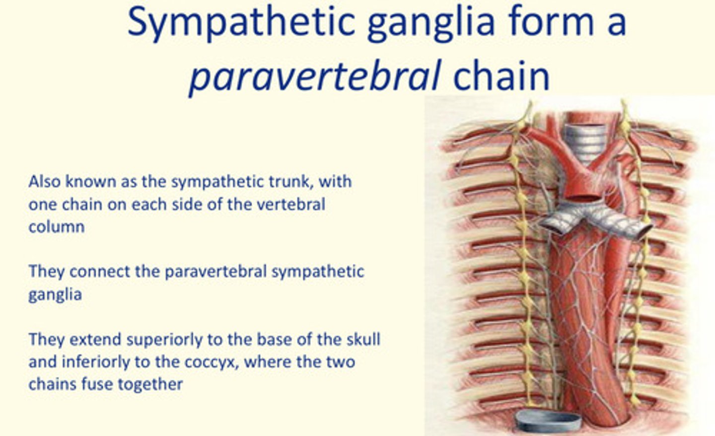 <p>Sympathetic ganglia form a paravertebral chain</p>