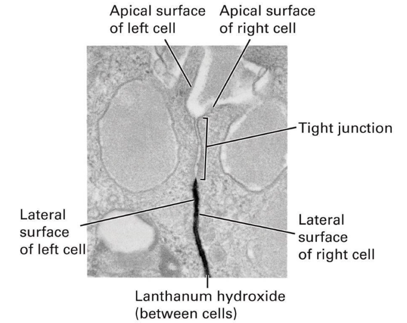 <ul><li><p>Prevent diffusion of <strong>membrane proteins between apical and basolateral regions</strong></p></li><li><p>Block diffusion of molecules in <strong>extracellular space between cells</strong></p></li><li><p>Example: <strong>lanthanum hydroxide</strong> (electron-dense) cannot diffuse past tight junctions</p></li><li><p>Tight junctions create a <strong>barrier limiting molecule movement from basal to apical surface</strong></p></li></ul><p></p>