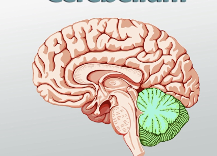 <p>At the back of the head, above and behind where the spinal cord connects to the brain</p>
