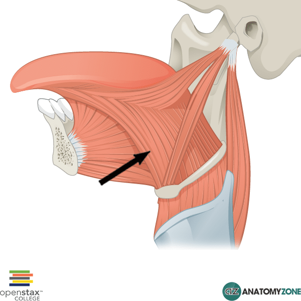 <p>Extrinsic tongue m involved in depression and retraction of the tongue</p>