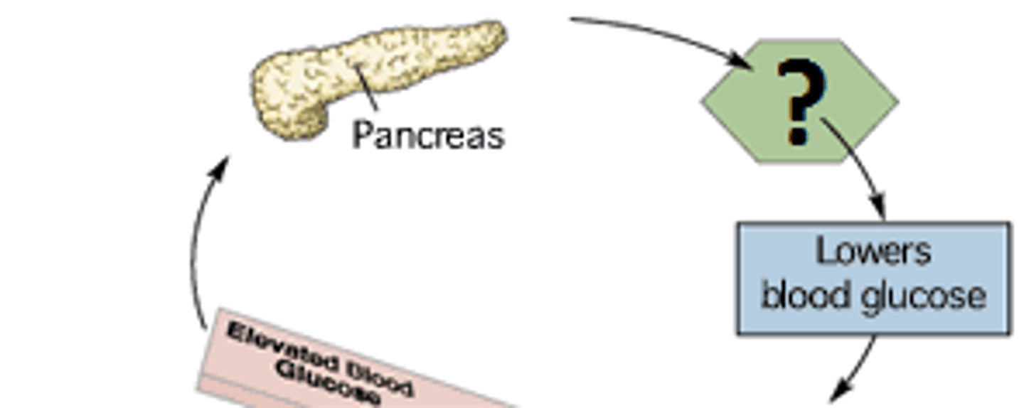 <p>A protein hormone synthesized in the pancreas that regulates blood sugar levels by facilitating the uptake of glucose into tissues</p>