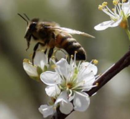 <p>what is the name of this insect </p>