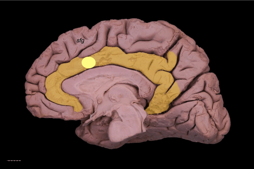 <p>Arch shaped structure just above the corpus callosum; helps regulate emotions and pain</p>