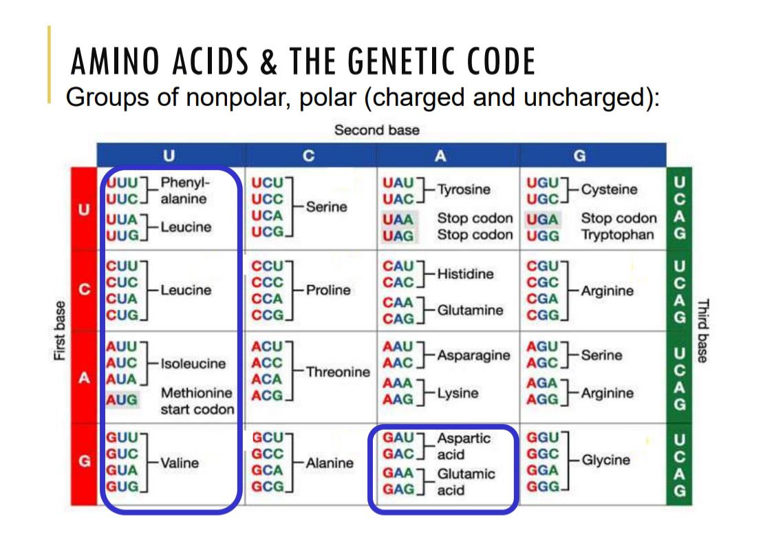 <p>AUG — start codon methione</p><p>UAA, UAG, UGA — stop codon</p><p>Degenerative code: more codons than AA, more than one can code for the same AA</p><p>Flexibility: similar codons for similar AA, can tolerate mutations better</p>