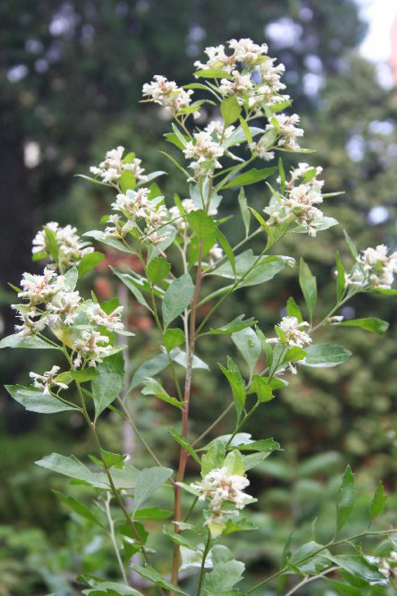Family: Asteraceae

SN: Baccharis halimifolia