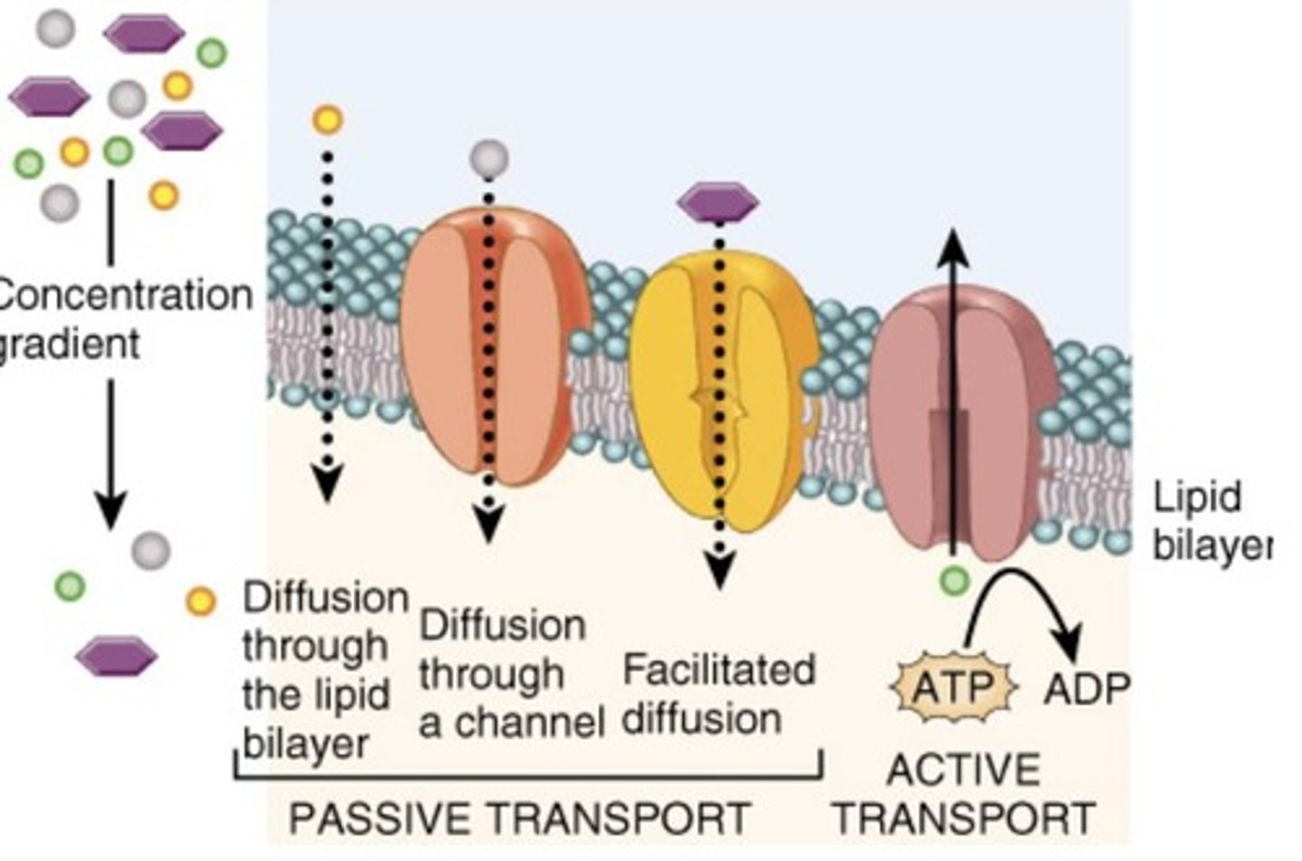 <p>Moves substances down concentration gradients using kinetic energy.</p>