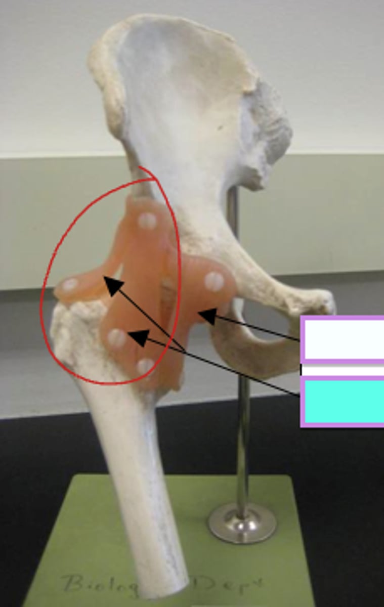 <p>at the top (branches)</p><p>ilium to femur</p>