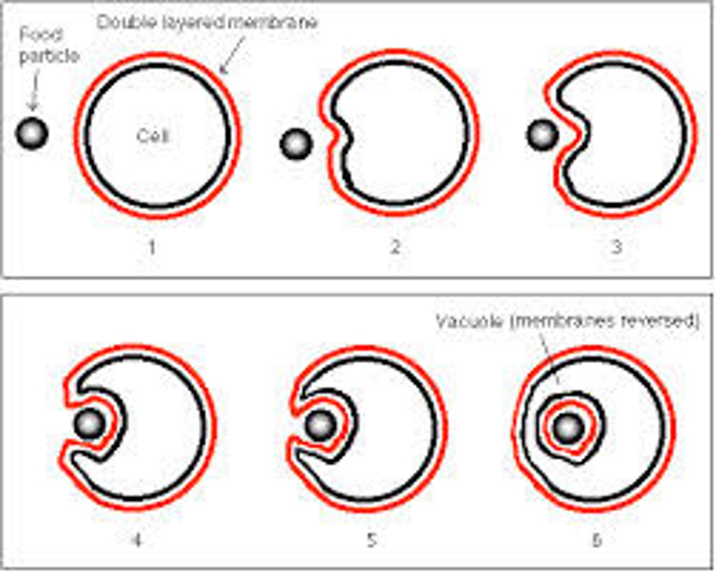 <p>The process of recycling neurotransmitter vesicles after release.</p>