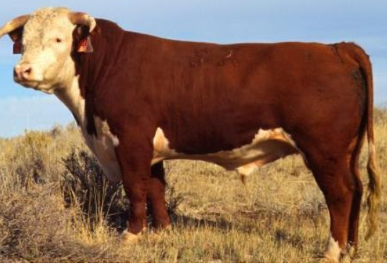 <p>Hereford</p><p></p><p><strong>Origin</strong>: England</p><p><strong>Color</strong>: Red body and white face</p><p><strong>Horns</strong>: Horned</p><p><strong>Size</strong>: Large</p><p><strong>Traits</strong>: Superior foraging ability and hardy</p>