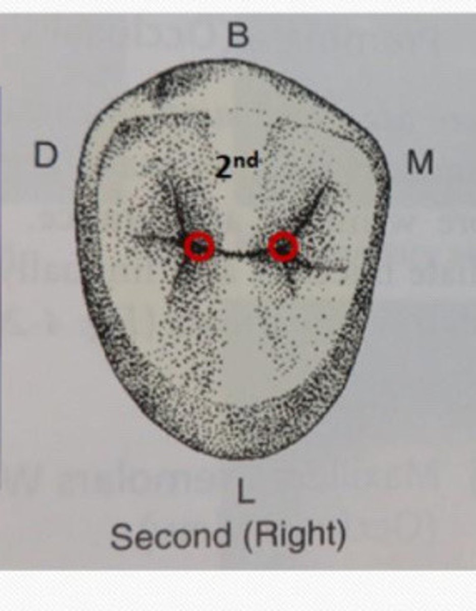 <p>There are more ___ on maxillary second premolar</p>