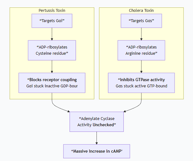 <p>This is a classic topic in medical biochemistry and microbiology, as these bacterial toxins are powerful tools that hijack G-protein signaling, but in diametrically opposite ways.</p><p class="ds-markdown-paragraph">Both <em>Bordetella pertussis</em> (whooping cough) and <em>Vibrio cholerae</em> (cholera) produce toxins that target G-proteins. Their mechanisms are masterclasses in bacterial sabotage of host cell signaling.</p><p>Core Concept: The G-protein Cycle Recap</p><p class="ds-markdown-paragraph">To understand the toxins, recall the normal G-protein cycle:</p><ol><li><p class="ds-markdown-paragraph"><strong>Inactive State:</strong> Gα is bound to <strong>GDP</strong> and complexed with Gβγ.</p></li><li><p class="ds-markdown-paragraph"><strong>Activation:</strong> A stimulated GPCR acts as a GEF (Guanine nucleotide Exchange Factor), causing Gα to release GDP and bind <strong>GTP</strong>.</p></li><li><p class="ds-markdown-paragraph"><strong>Signaling:</strong> Gα-GTP dissociates from Gβγ; both can regulate effector proteins.</p></li><li><p class="ds-markdown-paragraph"><strong>Termination:</strong> Gα hydrolyzes GTP to GDP via its intrinsic <strong>GTPase activity</strong>. This is the critical <strong>off-switch</strong>. Gα-GDP then re-associates with Gβγ.</p></li></ol><p class="ds-markdown-paragraph">These bacterial toxins disrupt this cycle by chemically modifying the Gα subunit, either <strong>disabling</strong> or <strong>locking</strong> it in its active state.</p><div data-type="horizontalRule"><hr></div><p>1. Pertussis Toxin (PTX) - "The Disabler"</p><p class="ds-markdown-paragraph"><strong>Source:</strong> <em>Bordetella pertussis</em><br><strong>Overall Effect:</strong> <strong>Inhibits Gᵢ (G-inhibitory) proteins.</strong> This leads to <strong>uncontrolled INCREASES in cAMP levels.</strong></p><p>Molecular Mechanism:</p><ol><li><p class="ds-markdown-paragraph"><strong>Target:</strong> The toxin specifically targets the α-subunit of the <strong>Gᵢ family</strong> of G-proteins. (Gᵢ normally inhibits Adenylate Cyclase).</p></li><li><p class="ds-markdown-paragraph"><strong>Action: ADP-ribosylation.</strong></p><ul><li><p class="ds-markdown-paragraph">The A (active) subunit of pertussis toxin acts as an enzyme.</p></li><li><p class="ds-markdown-paragraph">It catalyzes the transfer of an <strong>ADP-ribose</strong> group from the cellular cofactor NAD⁺ to a specific <strong>cysteine residue</strong> near the C-terminus of the Gαᵢ subunit.</p></li></ul></li><li><p class="ds-markdown-paragraph"><strong>Consequence: Uncoupling from the Receptor.</strong></p><ul><li><p class="ds-markdown-paragraph">The ADP-ribosylation of Gαᵢ does not affect its intrinsic GTPase activity.</p></li><li><p class="ds-markdown-paragraph">Instead, it <strong>blocks the interaction between Gαᵢ and the activated GPCR</strong>.</p></li><li><p class="ds-markdown-paragraph">The receptor can no longer act as a GEF. It cannot instruct Gαᵢ to exchange GDP for GTP.</p></li></ul></li><li><p class="ds-markdown-paragraph"><strong>Cellular Outcome:</strong></p><ul><li><p class="ds-markdown-paragraph">Gαᵢ remains locked in its inactive, <strong>GDP-bound state</strong>.</p></li><li><p class="ds-markdown-paragraph">It cannot dissociate from Gβγ and thus cannot inhibit Adenylate Cyclase.</p></li><li><p class="ds-markdown-paragraph">Since the "brake" (Gᵢ) is disabled, Adenylate Cyclase remains active, leading to <strong>uncontrolled production of cAMP</strong>.</p></li><li><p class="ds-markdown-paragraph">Excess cAMP disrupts normal cell signaling, causing fluid secretion and other effects that contribute to the pathology of whooping cough.</p></li></ul></li></ol><figure data-type="blockquoteFigure"><div><blockquote><p class="ds-markdown-paragraph"><strong>In short: Pertussis toxin <em>locks Gᵢ in the "OFF" (GDP-bound) state</em>, preventing it from inhibiting Adenylate Cyclase, which runs unchecked.</strong></p></blockquote><figcaption></figcaption></div></figure><div data-type="horizontalRule"><hr></div><p>2. Cholera Toxin (CTX) - "The Activator"</p><p class="ds-markdown-paragraph"><strong>Source:</strong> <em>Vibrio cholerae</em><br><strong>Overall Effect:</strong> <strong>Activates Gₛ (G-stimulatory) proteins.</strong> This leads to <strong>uncontrolled INCREASES in cAMP levels.</strong></p><p>Molecular Mechanism:</p><ol><li><p class="ds-markdown-paragraph"><strong>Target:</strong> The toxin specifically targets the α-subunit of the <strong>Gₛ family</strong> of G-proteins. (Gₛ normally stimulates Adenylate Cyclase).</p></li><li><p class="ds-markdown-paragraph"><strong>Action: ADP-ribosylation.</strong></p><ul><li><p class="ds-markdown-paragraph">The A subunit of cholera toxin acts as an enzyme.</p></li><li><p class="ds-markdown-paragraph">It catalyzes the transfer of an <strong>ADP-ribose</strong> group from NAD⁺ to a specific <strong>arginine residue</strong> within the <strong>GTPase active site</strong> of the Gαₛ subunit.</p></li></ul></li><li><p class="ds-markdown-paragraph"><strong>Consequence: Inhibition of GTPase Activity.</strong></p><ul><li><p class="ds-markdown-paragraph">The bulky ADP-ribose group sterically hinders the GTPase active site.</p></li><li><p class="ds-markdown-paragraph">This <strong>abolishes the intrinsic GTPase activity</strong> of Gαₛ.</p></li><li><p class="ds-markdown-paragraph">Gαₛ can bind GTP and become activated, but it <strong>cannot hydrolyze GTP back to GDP</strong>.</p></li></ul></li><li><p class="ds-markdown-paragraph"><strong>Cellular Outcome:</strong></p><ul><li><p class="ds-markdown-paragraph">Gαₛ becomes permanently locked in its active, <strong>GTP-bound state</strong>.</p></li><li><p class="ds-markdown-paragraph">It continuously stimulates Adenylate Cyclase.</p></li><li><p class="ds-markdown-paragraph">This results in a massive and prolonged <strong>overproduction of cAMP</strong> in intestinal epithelial cells.</p></li><li><p class="ds-markdown-paragraph">High cAMP levels cause a dramatic efflux of ions (Cl⁻, Na⁺) and water into the intestinal lumen, leading to the profuse, watery diarrhea characteristic of cholera.</p></li></ul></li></ol><figure data-type="blockquoteFigure"><div><blockquote><p class="ds-markdown-paragraph"><strong>In short: Cholera toxin <em>locks Gₛ in the "ON" (GTP-bound) state</em>, causing it to permanently stimulate Adenylate Cyclase.</strong></p></blockquote><figcaption></figcaption></div></figure><div data-type="horizontalRule"><hr></div><p>Comparison and Contrast</p><p class="ds-markdown-paragraph">The following chart summarizes the key differences and similar outcomes of these two toxins:</p><p>Summary Table</p><table style="min-width: 75px;"><colgroup><col style="min-width: 25px;"><col style="min-width: 25px;"><col style="min-width: 25px;"></colgroup><tbody><tr><th colspan="1" rowspan="1" style="border-bottom: 1.06667px solid rgba(0, 0, 0, 0.12); font: 500 15px / 25px quote-cjk-patch, Inter, system-ui, -apple-system, BlinkMacSystemFont, "Segoe UI", Roboto, Oxygen, Ubuntu, Cantarell, "Open Sans", "Helvetica Neue", sans-serif; border-top: none; padding: 10px 16px 10px 0px; text-align: left;"><p><strong>Feature</strong></p></th><th colspan="1" rowspan="1" style="border-bottom: 1.06667px solid rgba(0, 0, 0, 0.12); font: 500 15px / 25px quote-cjk-patch, Inter, system-ui, -apple-system, BlinkMacSystemFont, "Segoe UI", Roboto, Oxygen, Ubuntu, Cantarell, "Open Sans", "Helvetica Neue", sans-serif; border-top: none; padding: 10px 16px; text-align: left;"><p><strong>Pertussis Toxin</strong></p></th><th colspan="1" rowspan="1" style="border-bottom: 1.06667px solid rgba(0, 0, 0, 0.12); font: 500 15px / 25px quote-cjk-patch, Inter, system-ui, -apple-system, BlinkMacSystemFont, "Segoe UI", Roboto, Oxygen, Ubuntu, Cantarell, "Open Sans", "Helvetica Neue", sans-serif; border-top: none; padding: 10px 16px; text-align: left;"><p><strong>Cholera Toxin</strong></p></th></tr><tr><td colspan="1" rowspan="1" style="border-bottom: 1.06667px solid rgba(0, 0, 0, 0.1); font: 400 15px / 25px quote-cjk-patch, Inter, system-ui, -apple-system, BlinkMacSystemFont, "Segoe UI", Roboto, Oxygen, Ubuntu, Cantarell, "Open Sans", "Helvetica Neue", sans-serif; min-width: 100px; max-width: max(30vw, 320px); padding: 10px 16px 10px 0px;"><p><strong>Bacterium</strong></p></td><td colspan="1" rowspan="1" style="border-bottom: 1.06667px solid rgba(0, 0, 0, 0.1); font: 400 15px / 25px quote-cjk-patch, Inter, system-ui, -apple-system, BlinkMacSystemFont, "Segoe UI", Roboto, Oxygen, Ubuntu, Cantarell, "Open Sans", "Helvetica Neue", sans-serif; min-width: 100px; max-width: max(30vw, 320px); padding: 10px 16px;"><p><em>Bordetella pertussis</em></p></td><td colspan="1" rowspan="1" style="border-bottom: 1.06667px solid rgba(0, 0, 0, 0.1); font: 400 15px / 25px quote-cjk-patch, Inter, system-ui, -apple-system, BlinkMacSystemFont, "Segoe UI", Roboto, Oxygen, Ubuntu, Cantarell, "Open Sans", "Helvetica Neue", sans-serif; min-width: 100px; max-width: max(30vw, 320px); padding: 10px 0px 10px 16px;"><p><em>Vibrio cholerae</em></p></td></tr><tr><td colspan="1" rowspan="1" style="border-bottom: 1.06667px solid rgba(0, 0, 0, 0.1); font: 400 15px / 25px quote-cjk-patch, Inter, system-ui, -apple-system, BlinkMacSystemFont, "Segoe UI", Roboto, Oxygen, Ubuntu, Cantarell, "Open Sans", "Helvetica Neue", sans-serif; min-width: 100px; max-width: max(30vw, 320px); padding: 10px 16px 10px 0px;"><p><strong>Target G-protein</strong></p></td><td colspan="1" rowspan="1" style="border-bottom: 1.06667px solid rgba(0, 0, 0, 0.1); font: 400 15px / 25px quote-cjk-patch, Inter, system-ui, -apple-system, BlinkMacSystemFont, "Segoe UI", Roboto, Oxygen, Ubuntu, Cantarell, "Open Sans", "Helvetica Neue", sans-serif; min-width: 100px; max-width: max(30vw, 320px); padding: 10px 16px;"><p><strong>Gᵢ</strong> (Inhibitory)</p></td><td colspan="1" rowspan="1" style="border-bottom: 1.06667px solid rgba(0, 0, 0, 0.1); font: 400 15px / 25px quote-cjk-patch, Inter, system-ui, -apple-system, BlinkMacSystemFont, "Segoe UI", Roboto, Oxygen, Ubuntu, Cantarell, "Open Sans", "Helvetica Neue", sans-serif; min-width: 100px; max-width: max(30vw, 320px); padding: 10px 0px 10px 16px;"><p><strong>Gₛ</strong> (Stimulatory)</p></td></tr><tr><td colspan="1" rowspan="1" style="border-bottom: 1.06667px solid rgba(0, 0, 0, 0.1); font: 400 15px / 25px quote-cjk-patch, Inter, system-ui, -apple-system, BlinkMacSystemFont, "Segoe UI", Roboto, Oxygen, Ubuntu, Cantarell, "Open Sans", "Helvetica Neue", sans-serif; min-width: 100px; max-width: max(30vw, 320px); padding: 10px 16px 10px 0px;"><p><strong>Type of Modification</strong></p></td><td colspan="1" rowspan="1" style="border-bottom: 1.06667px solid rgba(0, 0, 0, 0.1); font: 400 15px / 25px quote-cjk-patch, Inter, system-ui, -apple-system, BlinkMacSystemFont, "Segoe UI", Roboto, Oxygen, Ubuntu, Cantarell, "Open Sans", "Helvetica Neue", sans-serif; min-width: 100px; max-width: max(30vw, 320px); padding: 10px 16px;"><p><strong>ADP-ribosylation</strong></p></td><td colspan="1" rowspan="1" style="border-bottom: 1.06667px solid rgba(0, 0, 0, 0.1); font: 400 15px / 25px quote-cjk-patch, Inter, system-ui, -apple-system, BlinkMacSystemFont, "Segoe UI", Roboto, Oxygen, Ubuntu, Cantarell, "Open Sans", "Helvetica Neue", sans-serif; min-width: 100px; max-width: max(30vw, 320px); padding: 10px 0px 10px 16px;"><p><strong>ADP-ribosylation</strong></p></td></tr><tr><td colspan="1" rowspan="1" style="border-bottom: 1.06667px solid rgba(0, 0, 0, 0.1); font: 400 15px / 25px quote-cjk-patch, Inter, system-ui, -apple-system, BlinkMacSystemFont, "Segoe UI", Roboto, Oxygen, Ubuntu, Cantarell, "Open Sans", "Helvetica Neue", sans-serif; min-width: 100px; max-width: max(30vw, 320px); padding: 10px 16px 10px 0px;"><p><strong>Amino Acid Modified</strong></p></td><td colspan="1" rowspan="1" style="border-bottom: 1.06667px solid rgba(0, 0, 0, 0.1); font: 400 15px / 25px quote-cjk-patch, Inter, system-ui, -apple-system, BlinkMacSystemFont, "Segoe UI", Roboto, Oxygen, Ubuntu, Cantarell, "Open Sans", "Helvetica Neue", sans-serif; min-width: 100px; max-width: max(30vw, 320px); padding: 10px 16px;"><p><strong>Cysteine</strong></p></td><td colspan="1" rowspan="1" style="border-bottom: 1.06667px solid rgba(0, 0, 0, 0.1); font: 400 15px / 25px quote-cjk-patch, Inter, system-ui, -apple-system, BlinkMacSystemFont, "Segoe UI", Roboto, Oxygen, Ubuntu, Cantarell, "Open Sans", "Helvetica Neue", sans-serif; min-width: 100px; max-width: max(30vw, 320px); padding: 10px 0px 10px 16px;"><p><strong>Arginine</strong></p></td></tr><tr><td colspan="1" rowspan="1" style="border-bottom: 1.06667px solid rgba(0, 0, 0, 0.1); font: 400 15px / 25px quote-cjk-patch, Inter, system-ui, -apple-system, BlinkMacSystemFont, "Segoe UI", Roboto, Oxygen, Ubuntu, Cantarell, "Open Sans", "Helvetica Neue", sans-serif; min-width: 100px; max-width: max(30vw, 320px); padding: 10px 16px 10px 0px;"><p><strong>Biochemical Effect</strong></p></td><td colspan="1" rowspan="1" style="border-bottom: 1.06667px solid rgba(0, 0, 0, 0.1); font: 400 15px / 25px quote-cjk-patch, Inter, system-ui, -apple-system, BlinkMacSystemFont, "Segoe UI", Roboto, Oxygen, Ubuntu, Cantarell, "Open Sans", "Helvetica Neue", sans-serif; min-width: 100px; max-width: max(30vw, 320px); padding: 10px 16px;"><p><strong>Uncouples Gᵢ from receptor</strong>; prevents activation.</p></td><td colspan="1" rowspan="1" style="border-bottom: 1.06667px solid rgba(0, 0, 0, 0.1); font: 400 15px / 25px quote-cjk-patch, Inter, system-ui, -apple-system, BlinkMacSystemFont, "Segoe UI", Roboto, Oxygen, Ubuntu, Cantarell, "Open Sans", "Helvetica Neue", sans-serif; min-width: 100px; max-width: max(30vw, 320px); padding: 10px 0px 10px 16px;"><p><strong>Inhibits GTPase activity</strong>; prevents inactivation.</p></td></tr><tr><td colspan="1" rowspan="1" style="border-bottom: 1.06667px solid rgba(0, 0, 0, 0.1); font: 400 15px / 25px quote-cjk-patch, Inter, system-ui, -apple-system, BlinkMacSystemFont, "Segoe UI", Roboto, Oxygen, Ubuntu, Cantarell, "Open Sans", "Helvetica Neue", sans-serif; min-width: 100px; max-width: max(30vw, 320px); padding: 10px 16px 10px 0px;"><p><strong>State of G-protein</strong></p></td><td colspan="1" rowspan="1" style="border-bottom: 1.06667px solid rgba(0, 0, 0, 0.1); font: 400 15px / 25px quote-cjk-patch, Inter, system-ui, -apple-system, BlinkMacSystemFont, "Segoe UI", Roboto, Oxygen, Ubuntu, Cantarell, "Open Sans", "Helvetica Neue", sans-serif; min-width: 100px; max-width: max(30vw, 320px); padding: 10px 16px;"><p>Locked <strong>OFF</strong> (GDP-bound)</p></td><td colspan="1" rowspan="1" style="border-bottom: 1.06667px solid rgba(0, 0, 0, 0.1); font: 400 15px / 25px quote-cjk-patch, Inter, system-ui, -apple-system, BlinkMacSystemFont, "Segoe UI", Roboto, Oxygen, Ubuntu, Cantarell, "Open Sans", "Helvetica Neue", sans-serif; min-width: 100px; max-width: max(30vw, 320px); padding: 10px 0px 10px 16px;"><p>Locked <strong>ON</strong> (GTP-bound)</p></td></tr><tr><td colspan="1" rowspan="1" style="border-bottom: 1.06667px solid rgba(0, 0, 0, 0.1); font: 400 15px / 25px quote-cjk-patch, Inter, system-ui, -apple-system, BlinkMacSystemFont, "Segoe UI", Roboto, Oxygen, Ubuntu, Cantarell, "Open Sans", "Helvetica Neue", sans-serif; min-width: 100px; max-width: max(30vw, 320px); padding: 10px 16px 10px 0px;"><p><strong>Final Outcome on cAMP</strong></p></td><td colspan="1" rowspan="1" style="border-bottom: 1.06667px solid rgba(0, 0, 0, 0.1); font: 400 15px / 25px quote-cjk-patch, Inter, system-ui, -apple-system, BlinkMacSystemFont, "Segoe UI", Roboto, Oxygen, Ubuntu, Cantarell, "Open Sans", "Helvetica Neue", sans-serif; min-width: 100px; max-width: max(30vw, 320px); padding: 10px 16px;"><p><strong>Dramatic INCREASE</strong> (by removing inhibition)</p></td><td colspan="1" rowspan="1" style="border-bottom: 1.06667px solid rgba(0, 0, 0, 0.1); font: 400 15px / 25px quote-cjk-patch, Inter, system-ui, -apple-system, BlinkMacSystemFont, "Segoe UI", Roboto, Oxygen, Ubuntu, Cantarell, "Open Sans", "Helvetica Neue", sans-serif; min-width: 100px; max-width: max(30vw, 320px); padding: 10px 0px 10px 16px;"><p><strong>Dramatic INCREASE</strong> (by causing constant stimulation)</p></td></tr><tr><td colspan="1" rowspan="1" style="border-bottom: 1.06667px solid rgba(0, 0, 0, 0.1); font: 400 15px / 25px quote-cjk-patch, Inter, system-ui, -apple-system, BlinkMacSystemFont, "Segoe UI", Roboto, Oxygen, Ubuntu, Cantarell, "Open Sans", "Helvetica Neue", sans-serif; min-width: 100px; max-width: max(30vw, 320px); padding: 10px 16px 10px 0px;"><p><strong>Primary Physiological Effect</strong></p></td><td colspan="1" rowspan="1" style="border-bottom: 1.06667px solid rgba(0, 0, 0, 0.1); font: 400 15px / 25px quote-cjk-patch, Inter, system-ui, -apple-system, BlinkMacSystemFont, "Segoe UI", Roboto, Oxygen, Ubuntu, Cantarell, "Open Sans", "Helvetica Neue", sans-serif; min-width: 100px; max-width: max(30vw, 320px); padding: 10px 16px;"><p>Whooping cough (disrupted immune cell signaling)</p></td><td colspan="1" rowspan="1" style="border-bottom: 1.06667px solid rgba(0, 0, 0, 0.1); font: 400 15px / 25px quote-cjk-patch, Inter, system-ui, -apple-system, BlinkMacSystemFont, "Segoe UI", Roboto, Oxygen, Ubuntu, Cantarell, "Open Sans", "Helvetica Neue", sans-serif; min-width: 100px; max-width: max(30vw, 320px); padding: 10px 0px 10px 16px;"><p>Profuse, watery diarrhea (disrupted ion transport)</p></td></tr></tbody></table><p></p>