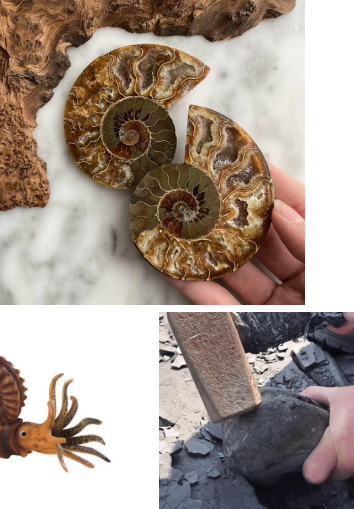 <p>Spiral-shaped with chambered shells, Devonian to Cretaceous</p>