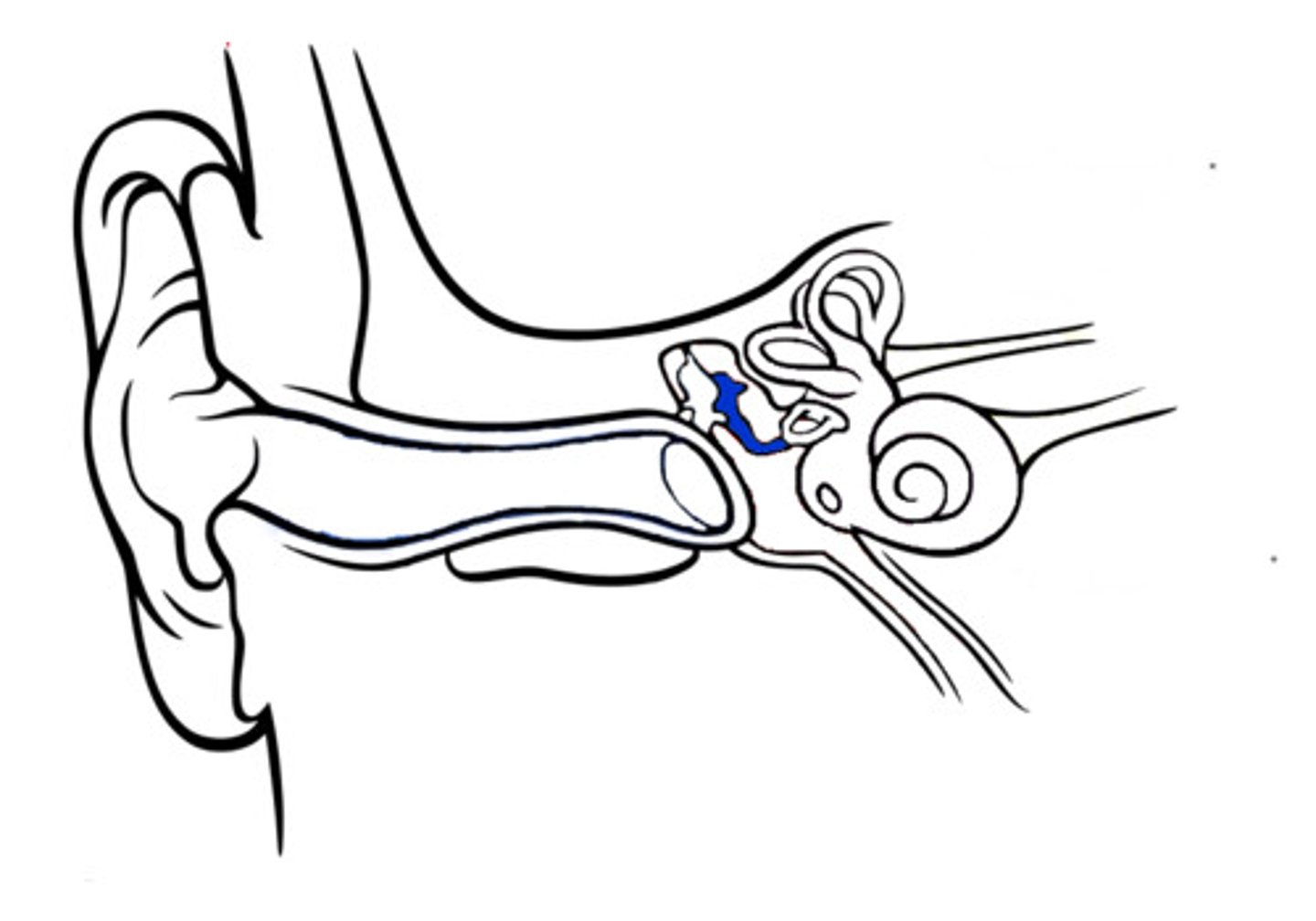 <p>one of the 3 small bones in the middle ear which increase or decrease vibrations from the ear drum</p>
